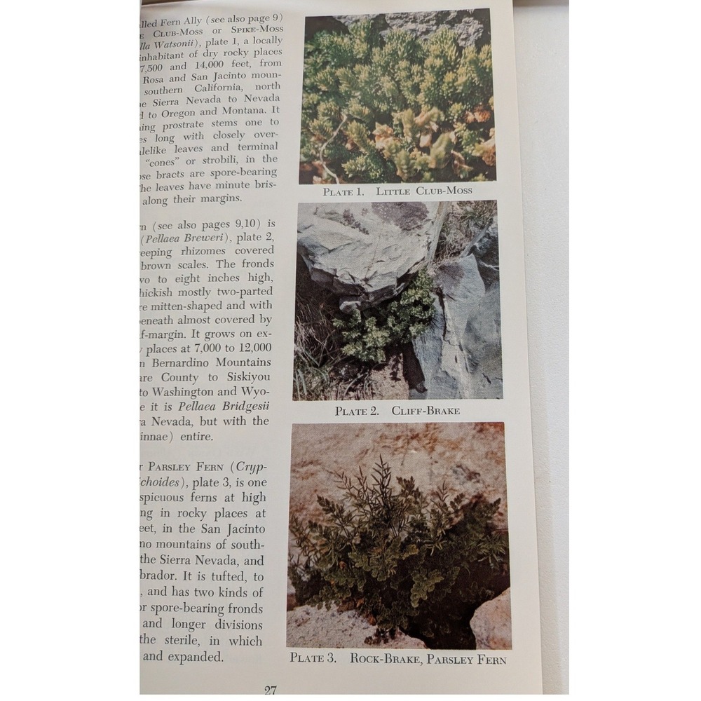 Philip A Munz California Wildflower Books Set Desert Mountain Spring 3 Volumes - Picture 6 of 8